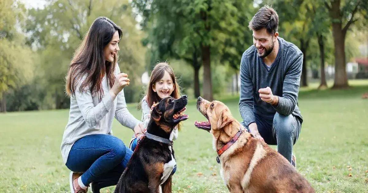 A experiência de uma família que se uniu pelo adestramento