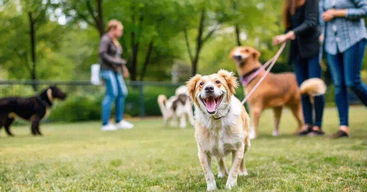 A importância da socialização para pets em apartamentos